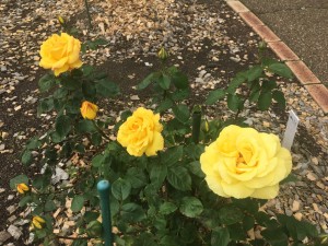 20200525 郡山市　開成山公園バラ園_200525_0010